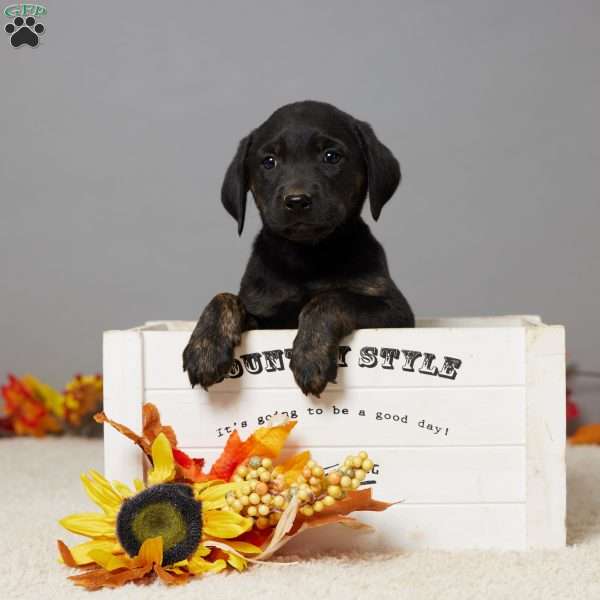 Kate, Black Labrador Retriever Puppy